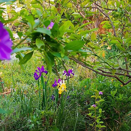 Olive Lemon Biophilic House & Lush Forest Garden فاموس المظهر الخارجي الصورة