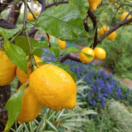 Olive Lemon Biophilic House & Lush Forest Garden فاموس المظهر الخارجي الصورة