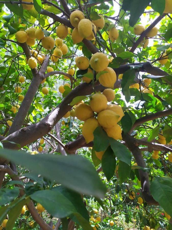 Olive Lemon Biophilic House & Lush Forest Garden فاموس المظهر الخارجي الصورة