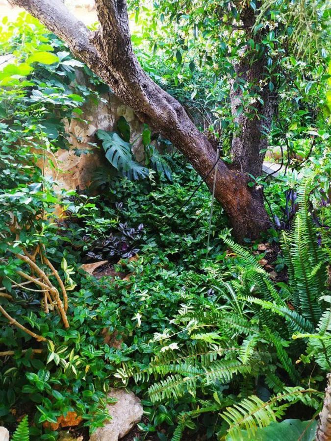Olive Lemon Biophilic House & Lush Forest Garden فاموس المظهر الخارجي الصورة