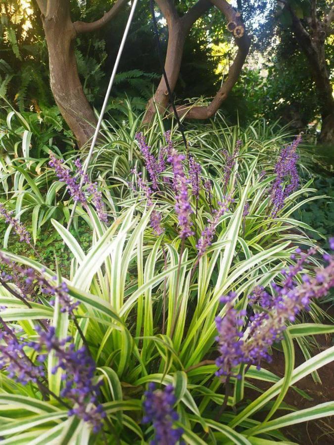 Olive Lemon Biophilic House & Lush Forest Garden فاموس المظهر الخارجي الصورة