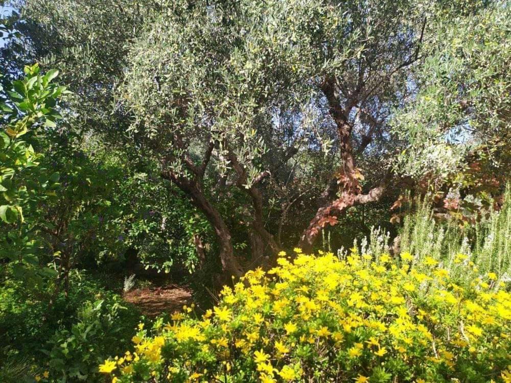 Olive Lemon Biophilic House & Lush Forest Garden فاموس المظهر الخارجي الصورة