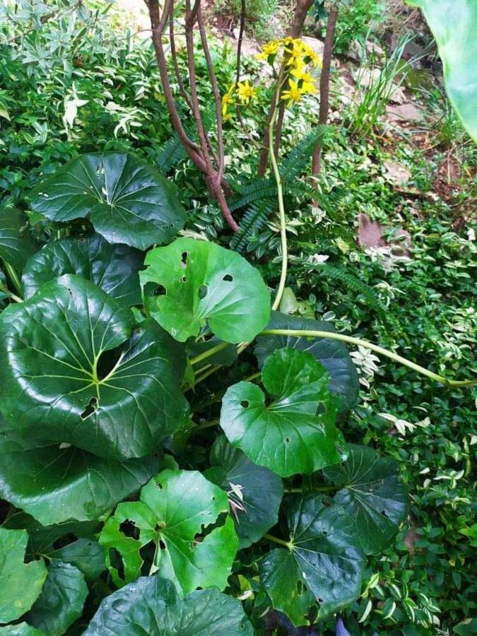 Olive Lemon Biophilic House & Lush Forest Garden فاموس المظهر الخارجي الصورة