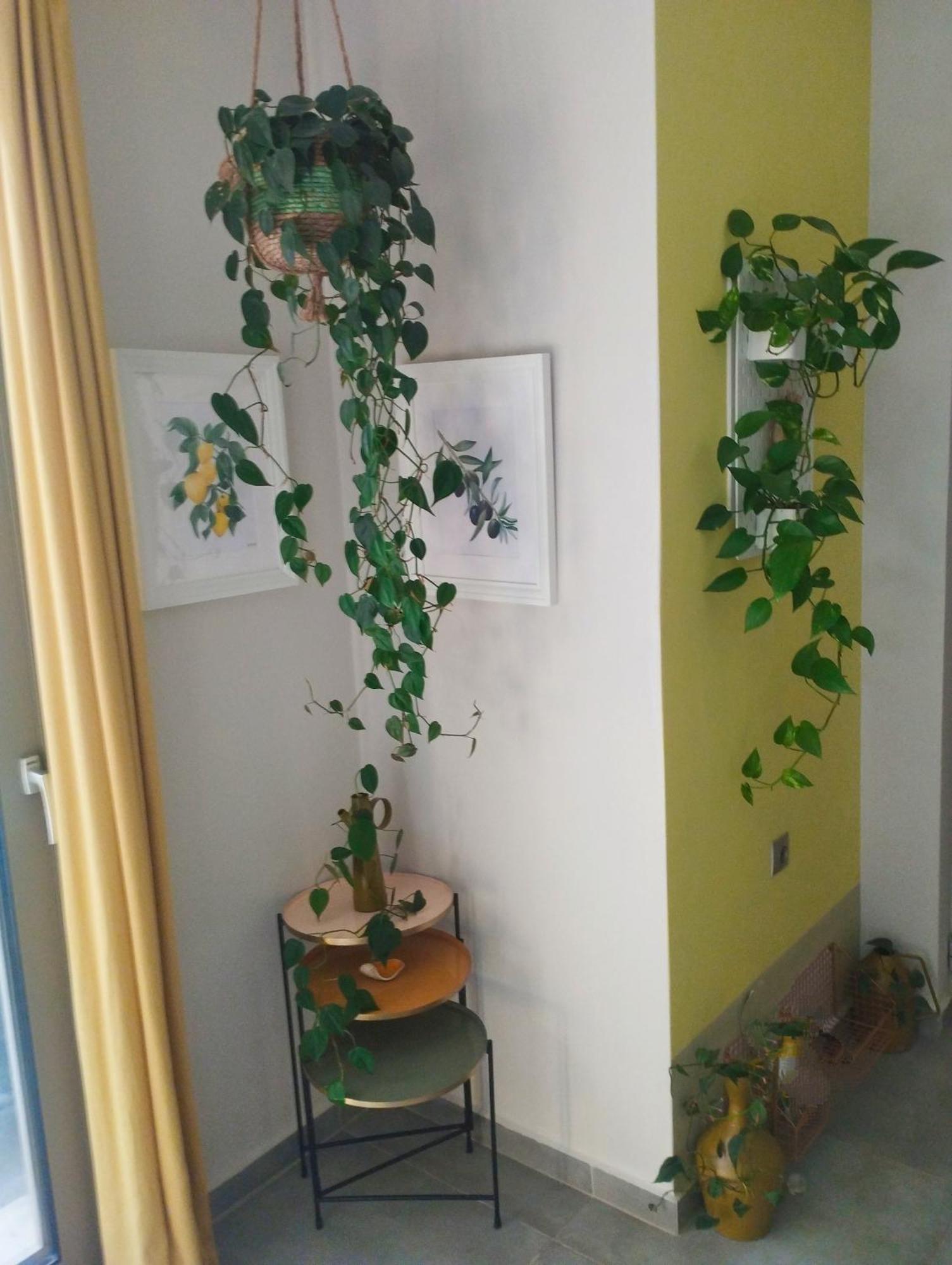 Olive Lemon Biophilic House & Lush Forest Garden فاموس المظهر الخارجي الصورة