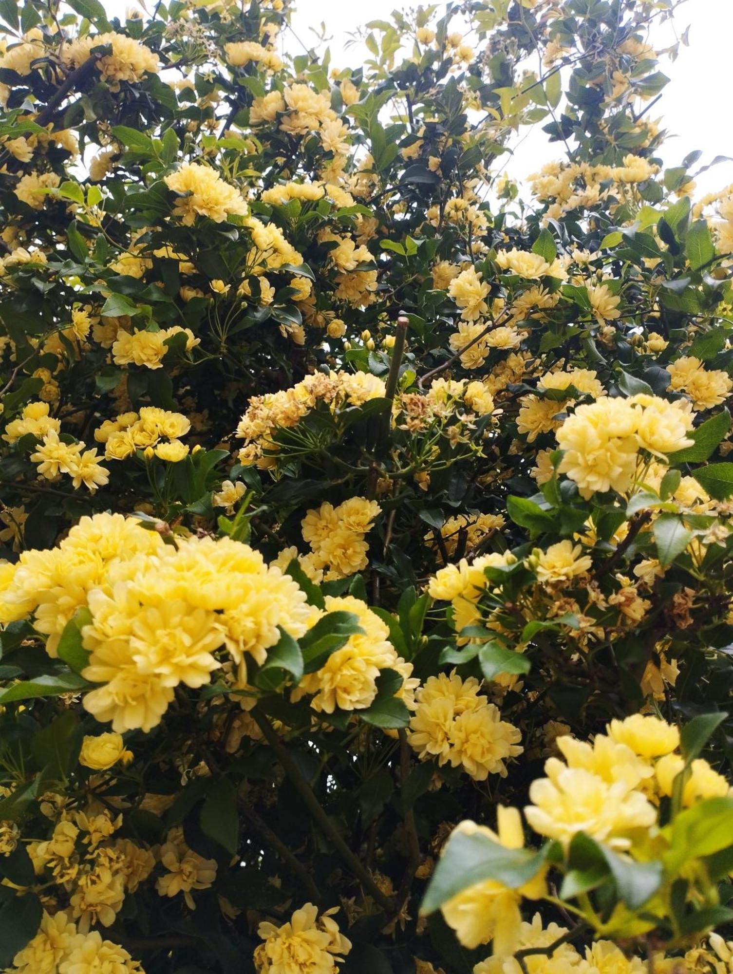 Olive Lemon Biophilic House & Lush Forest Garden فاموس المظهر الخارجي الصورة