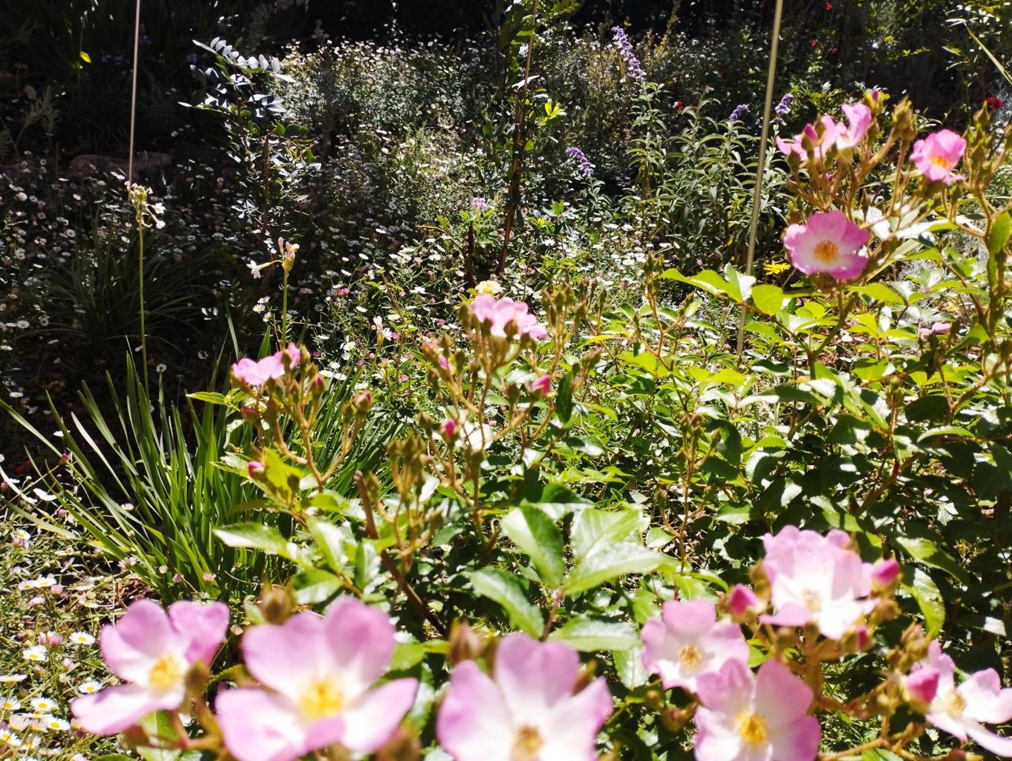 Olive Lemon Biophilic House & Lush Forest Garden فاموس المظهر الخارجي الصورة