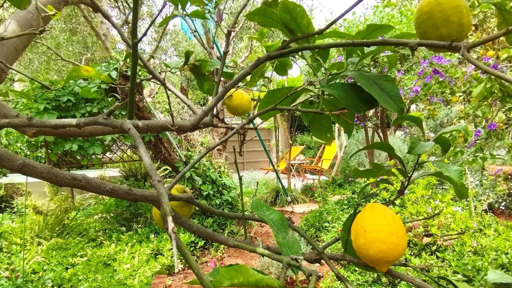 Olive Lemon Biophilic House & Lush Forest Garden فاموس الغرفة الصورة