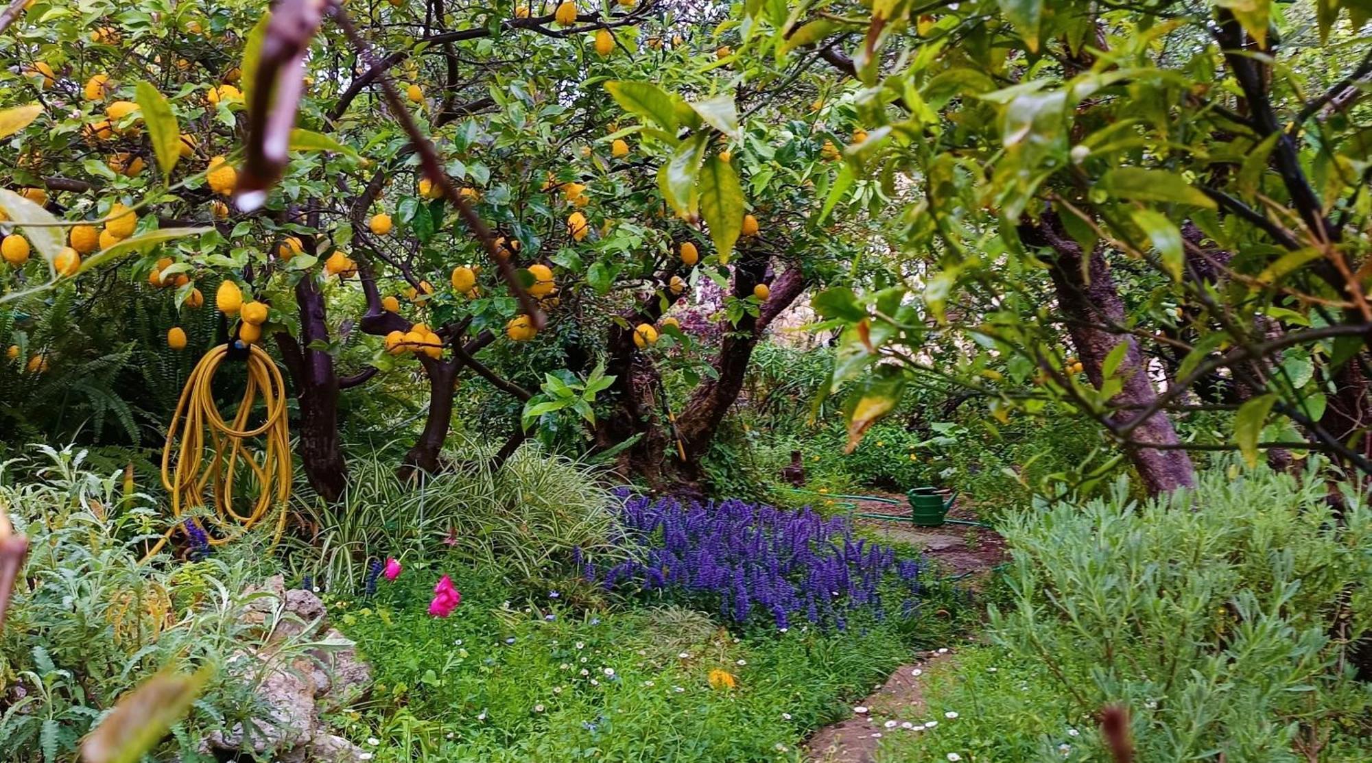 Olive Lemon Biophilic House & Lush Forest Garden فاموس المظهر الخارجي الصورة