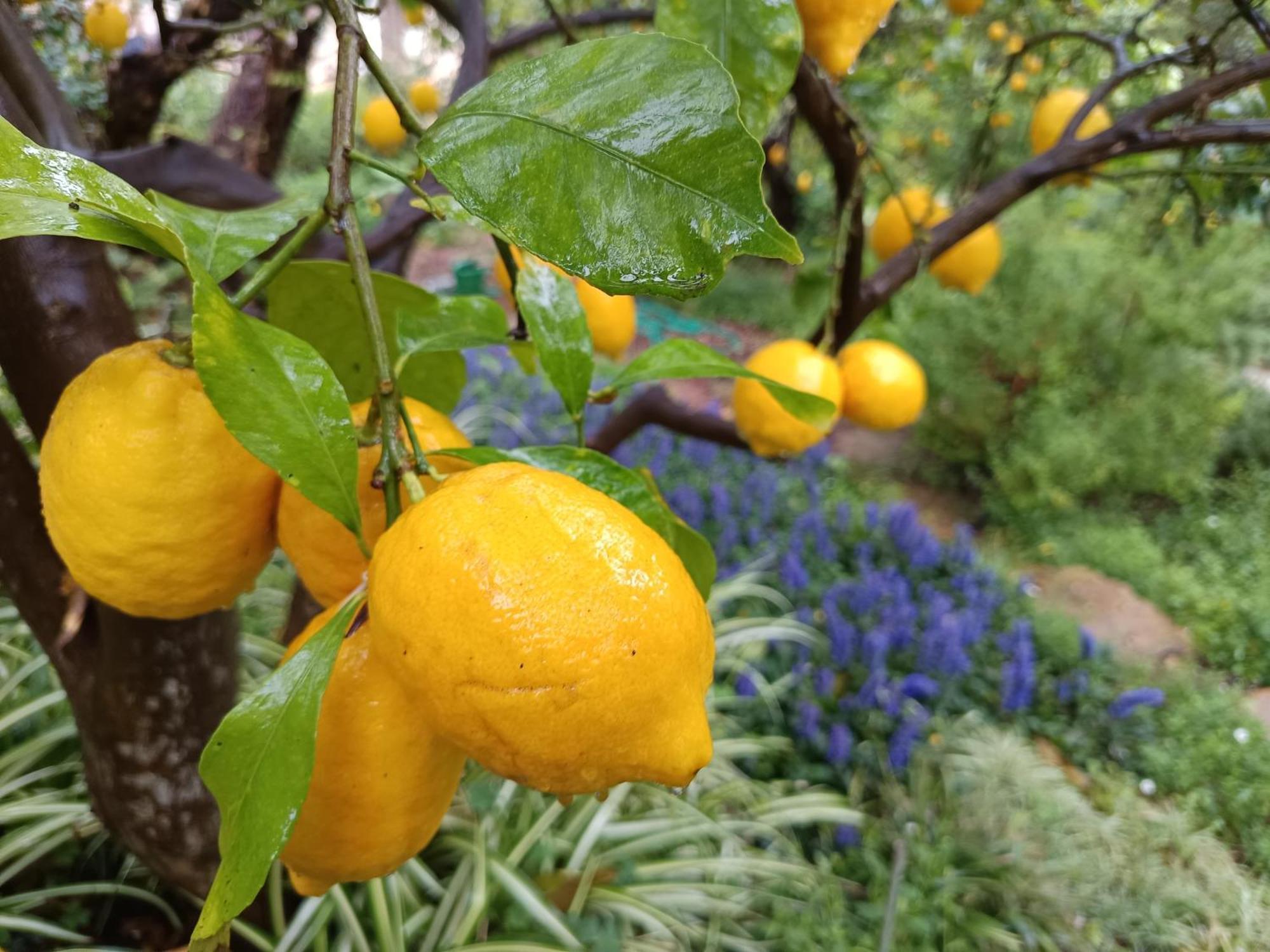 Olive Lemon Biophilic House & Lush Forest Garden فاموس المظهر الخارجي الصورة